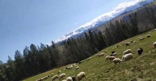 Bacówka oscypki – odkryj tajemnice produkcji i najlepsze miejsca w Polsce